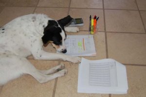 Bobi İsimli Köpek, Felsefe Bölümünü yatarak 5 Yılda Geçen Yıl Bitirmişti.